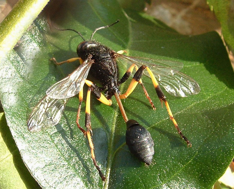 Sceliphron destillatorium